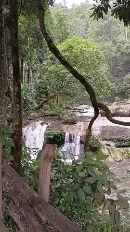 The video shows a waterfall in a lush, green forest. Water cascades down a series of rocky tiers, flowing into a river below. Trees with thick trunks and abundant foliage surround the waterfall, with a large, gnarled branch extending across the frame in the foreground. The overall impression is one of natural beauty and tranquility.