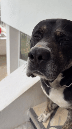 Mixed-breed dog spotted outdoors in Bulgarovo, Bulgaria