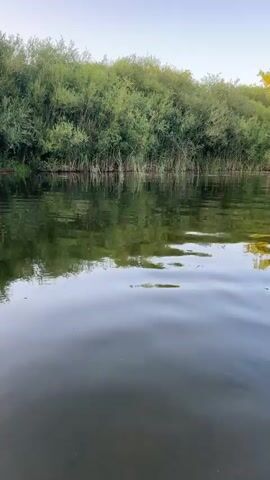 This video shows a view from the water looking towards a shoreline lined with trees and vegetation. The water is calm with ripples and reflects the green of the trees and the blue of the sky. The video pans slightly to the right, showing a wider expanse of the trees and the water extending into the distance. The sky appears to be clear with a hint of sunset colors.