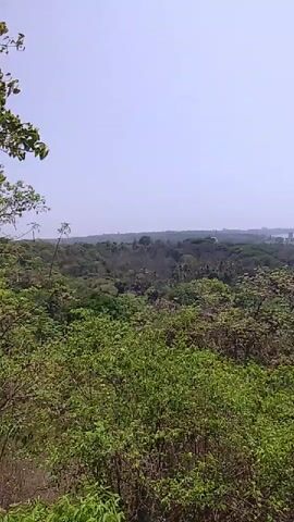 The video shows a lush, green forest landscape stretching towards a horizon obscured by a light haze. In the distance, faint outlines of buildings or structures are visible. A solitary white building is nestled among the trees in the middle ground. The sky is a pale blue. The camera appears to be stationary, capturing a panoramic view from a high vantage point.
