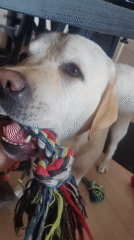 Labrador plays tug-of-war with rope toy in Mytishchi home