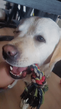 Labrador plays tug-of-war with rope toy in Mytishchi home