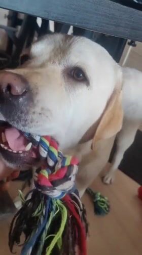 Labrador plays tug-of-war with rope toy in Mytishchi home