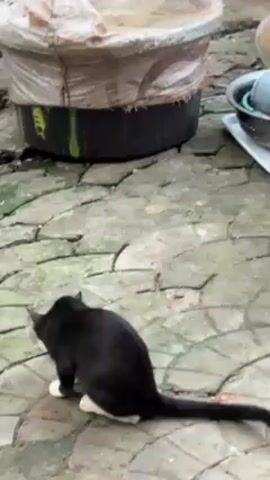 A black and white cat is sitting on a cracked tiled surface and then grooming itself by licking its hind leg, which it holds up in the air. The cat is outdoors in an area with a large, dark tub covered with a burlap or canvas-like material. A few other objects are near the tub, including a metal colander and a white plate.
