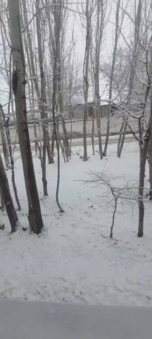 The scene shows a wintry landscape with snow covering the ground. A sparse collection of tall, thin trees with light-colored bark and bare branches are visible in the foreground. The trees are lightly dusted with snow. Beyond the trees, a road or path is visible, also covered in snow. A wall or fence runs along the back of the scene. The sky is overcast and gray. The overall impression is one of quiet desolation in a winter setting.