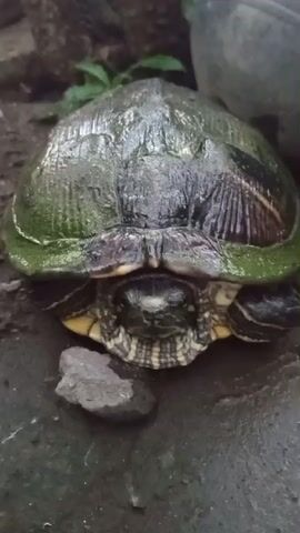 A close-up, static shot shows a turtle from the front, its head partially retracted into its shell. The turtle's shell is dark and appears wet, with green algae growing on the sides. The turtle's skin is dark with yellow stripes on its neck and legs. It is resting on a dark, textured surface, possibly wet stone or soil, with a small gray rock in front of it. The background is blurred, showing hints of foliage and a large, gray, rounded object, possibly a pot or planter. The lighting is dim, creating shadows and highlighting the wetness of the turtle and its surroundings.