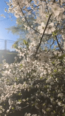 Spring blooms documented in Hrodna residential area