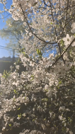 Spring blooms documented in Hrodna residential area