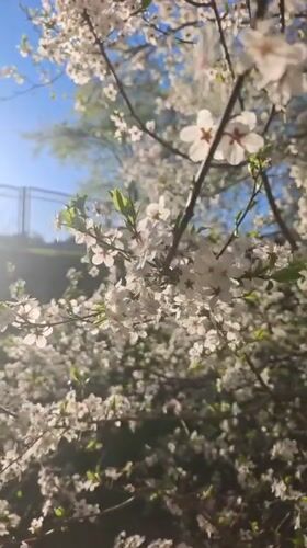 Spring blooms documented in Hrodna residential area