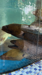 Seafood market marine life displays documented in Đà Nẵng
