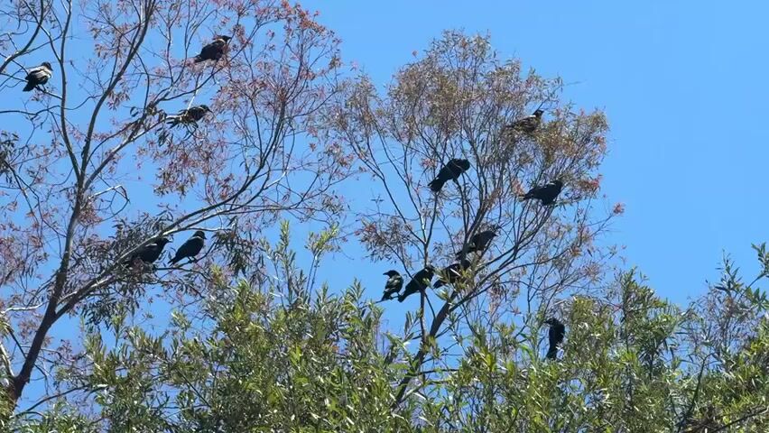 A flock of black birds is perched on the branches of two trees against a clear blue sky. The trees are a mix of bare branches with red buds and green foliage. The birds are scattered throughout the branches, some are facing left, some right and some are facing away from the camera. The birds appear to be relaxed and are not interacting with each other.