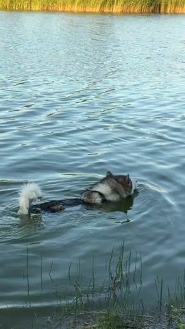 A dog with grey and white fur is swimming in a body of water. The dog's head and front half of its body are submerged, while its hindquarters and tail are visible above the surface. The dog is facing towards the right side of the frame, and its tail is wagging, creating ripples in the water. The water is a murky blue-green color and appears to be calm, with small waves. In the background, there is a shoreline with tall, dry grass or reeds. The lighting suggests it is daytime, possibly late afternoon or early evening, with a soft, diffused light. The overall impression is of a peaceful, natural scene.