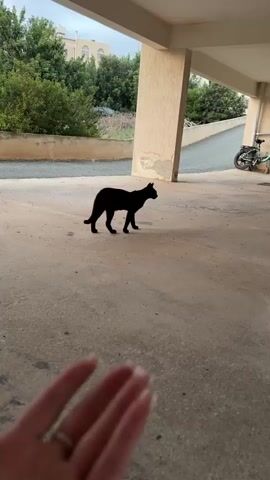 In a covered outdoor area, possibly a parking garage or carport, a sleek black cat walks across a concrete surface. The setting is illuminated by natural light, suggesting it's daytime. Behind the black cat, a smaller black and white kitten explores the area, moving towards a blue car parked to the right. In the background, a bicycle with green accents is visible, leaning against a wall. Further in the distance, lush green trees and vegetation are seen, along with a building that has light-colored walls.

The scene takes a turn when a young person, with blonde hair and wearing a black t-shirt and an orange skirt, enters the frame from the right. They appear to be walking towards the cats, extending their right hand as if to interact with them. The cats seem curious, with the black cat pausing its movement and the kitten approaching the car. The overall atmosphere appears calm and casual, capturing a moment of everyday life with animals and a child in an outdoor urban or semi-urban environment. The time of day is likely late afternoon or early evening, judging by the quality of light. There is no visible text in the media.