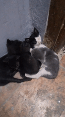 Four kittens sleep huddled together in Jeddah room
