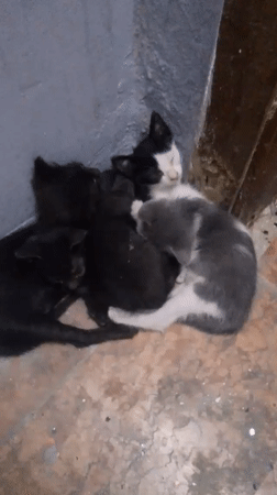 Four kittens sleep huddled together in Jeddah room