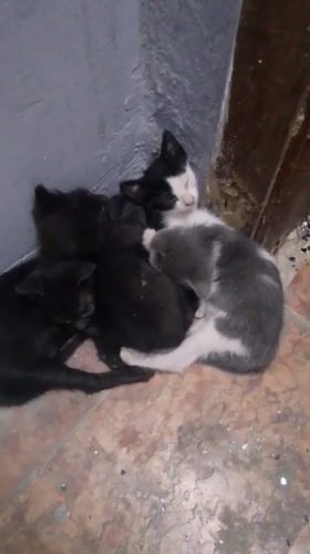 Four kittens sleep huddled together in Jeddah room
