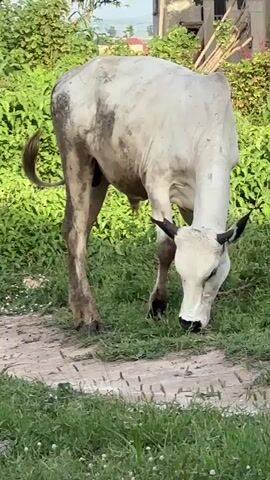 A white cow with black markings is grazing on grass in an outdoor setting. The cow is tethered by a chain. In the background, there is lush green vegetation and the facade of a partially built or derelict structure. The ground in the foreground appears to be a mixture of dirt, grass, and what looks like paving stones. The lighting suggests it is daytime.