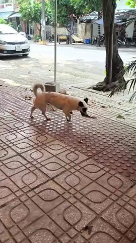 The video shows a white and tan spotted dog with black ears sniffing the ground on a patterned tile sidewalk. Another black dog lies nearby wearing a red shirt with yellow patterns. The white and tan dog sits down on the sidewalk. The background shows a street with parked cars and some trees and plants along the sidewalk. The camera is held by a person sitting in a chair with their leg and foot visible in the bottom right corner of the frame.
