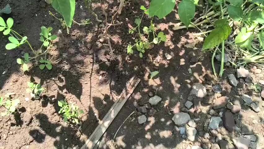 The video shows a close-up view of a chili plant with several small, unripe green chili peppers growing on it. The plant is in dark soil, with some small green leaves and rocks scattered around the base. Sunlight filters through the leaves, casting shadows on the ground. The camera pans slightly, providing a clear view of the peppers and the plant's foliage. There are no people visible in the video.