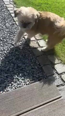 The video shows a small, tan-and-white dog being petted by a person. The dog is standing on a weathered, gray wooden deck near a patch of gravel and grass. A hand comes into frame and strokes the dog's head, back, and sides. The person's bare foot is also visible in the frame. The dog appears to be a Shih Tzu or similar breed. The video is shot in daylight with clear lighting.