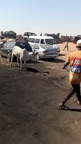 The video shows a white cow being led on a rope by two men in an outdoor area that seems to be a market or trading location. The area is mostly a flat, dark, possibly tarred surface. In the background, there are several cars and vans parked, as well as large sacks piled up. Several other people are seen walking around in the background. The sky is clear and blue, indicating a sunny day.