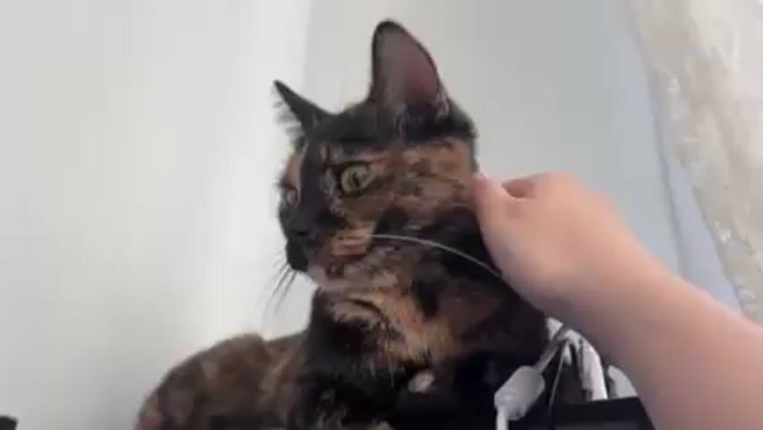 The video shows a person petting a tortoiseshell cat. The cat is lying on top of a black box, possibly a printer or a computer. The person is gently stroking the cat's head and neck. The cat seems to be enjoying the attention, and its eyes are partially closed. The background is a white wall and a white lace curtain. There is a white cable lying on the black box near the cat.