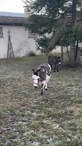 The video shows two donkeys in a grassy yard. One donkey is close to the camera. It has a brown and white coat and is wearing a red halter. The other donkey, further away, has a gray coat. There's a gray building, ladder, and evergreen tree in the background. The grass is sparse with what appears to be frost or snow. The donkey close to the camera walks directly towards the viewer. A voice speaks, “Viene da qua”.