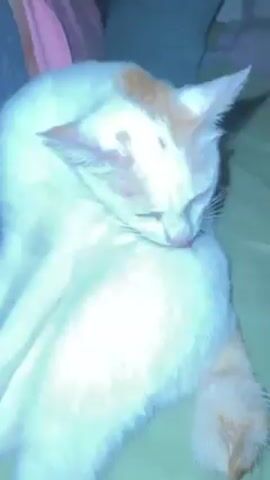 A video depicts a white cat with orange markings lying on a green surface, possibly a bed or couch. The cat is grooming itself, licking its fur with its tongue. The cat is primarily white, with orange patches on its head and tail. There is a person visible in the background, wearing light-colored clothing. The setting appears to be indoors, possibly a home or living room. The cat seems relaxed and focused on its grooming routine.