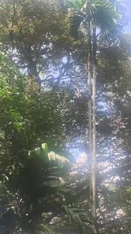 The video shows a tall, slender palm tree in a lush, green environment with other trees and foliage visible. The palm tree is the dominant feature, reaching upwards towards a bright sky with sunlight filtering through the leaves. The scene appears to be outdoors, possibly in a tropical or subtropical region. There are no people or visible actions taking place in the video. The focus is on the natural landscape and the impressive height of the palm tree.