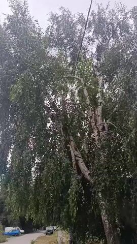 The video shows a view looking up into the branches of a large birch tree. The tree has white bark with black markings. The leaves are green and appear to be rustling in the wind. The sky above is overcast. In the background, there are some buildings and cars visible. The camera appears to be moving slightly, causing the leaves to sway.