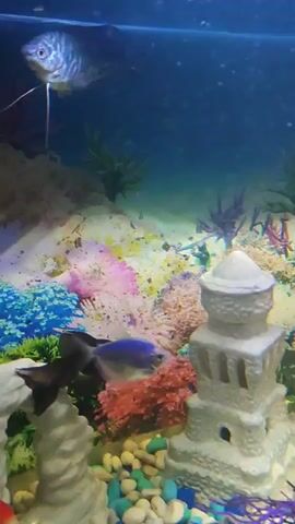 The video shows an aquarium with several fish swimming around artificial decorations. The fish include a blue gourami at the top, several black skirt tetras, and goldfish. The tank has colorful gravel, plastic plants, and a pagoda ornament. The water is clear, and the tank is lit from above.