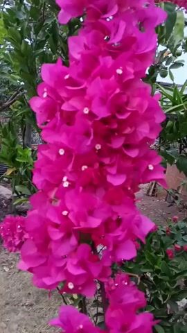 The video displays a close-up view of a vibrant pink bougainvillea plant with lush green foliage in the background. The bougainvillea blooms are the primary focus, with multiple clusters of bright pink bracts and delicate white flowers. The camera slowly zooms in and pans slightly across the flowers, showcasing their texture and detail. The lighting suggests an outdoor setting, possibly during the day. There are no people or discernible actions taking place within the video; it is solely a nature-focused presentation of the plant. The environment appears to be a garden or natural landscape, indicated by the presence of other greenery and a hint of a structure in the distance.