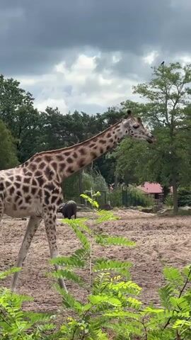 The video shows a giraffe in an outdoor enclosure. The giraffe is walking from left to right across a sandy area. There are trees and some green foliage in the foreground and background. The sky is cloudy. In the background, a blue car is parked on a dirt path. The giraffe has a distinctive spotted pattern on its coat. A person's voice can be heard in the background, seemingly calling out to the giraffe.