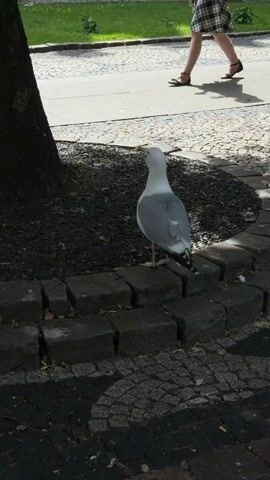 A seagull stands on a stone border near a tree. The seagull has white and gray feathers and black and white tail feathers. The seagull opens its beak and appears to be eating something. In the background, a person walks on a paved walkway. The walkway is bordered by a grassy area with a few green leaves. The ground around the tree is covered in dark mulch. The sun casts shadows on the ground.