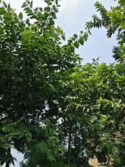 Morning details from a Bengali village: plants, offerings, and objects