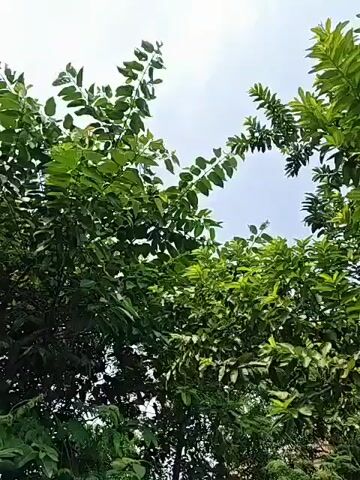 The video shows an outdoor scene with lush green trees and foliage. The camera pans across the leaves and branches, revealing a clear sky peeking through the canopy in some parts. The ground appears to be dirt and scattered debris. In some frames, glimpses of buildings and structures can be seen in the background, suggesting a residential or semi-rural area. The overall impression is one of a verdant, natural environment.