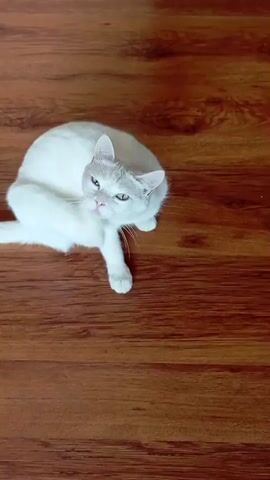 A white cat with heterochromia, one blue eye and one green eye, is lying on a wooden floor. The cat turns its head to look at the camera, then grooms itself by licking its paw and then its chest. It then sits up and looks to the side.
