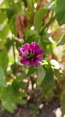 A close-up, slightly shaky video captures a bumblebee in motion on a bright pink zinnia flower. The bee is mostly on the flower's face, with its hindquarters visible. The flower is surrounded by blurred green foliage and hints of dry brown leaves in the background, suggesting an outdoor, possibly garden, setting. The lighting is bright and natural. The video is very short, lasting only a few seconds.