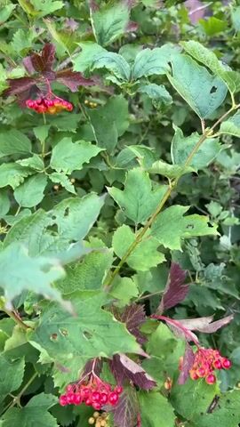 A close-up shot of red berries on a bush. The berries are round and clustered together on thin stems. The leaves of the bush are green and some have turned a reddish-purple color. The background is blurred, showing more of the green foliage of the bush and a hint of a pinkish-red structure and a white translucent structure, possibly a greenhouse, in the distance. The lighting appears to be natural daylight.
