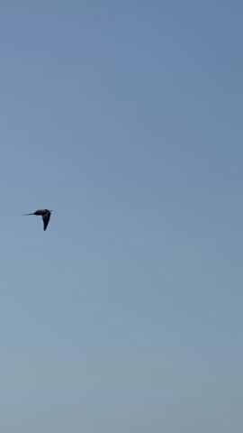 A solitary dark-colored bird is captured in flight against a clear, bright blue sky. The bird is seen from below, revealing its silhouette as it glides gracefully across the frame, occasionally flapping its wings. It has long, pointed wings and a distinct, somewhat forked tail. The bird's flight path is smooth and unhurried. At the very bottom of the frame, a glimpse of the ocean can be seen, indicating a coastal setting. The overall scene suggests a clear, sunny daytime. There is no visible text.