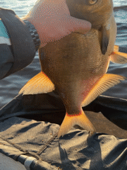 Angler documents successful fishing trip on Kama River, Chaikovsky