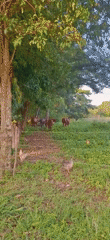 Rural Venezuelan countryside documented in 30 pastoral scenes