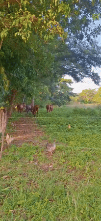 Rural Venezuelan countryside documented in 30 pastoral scenes