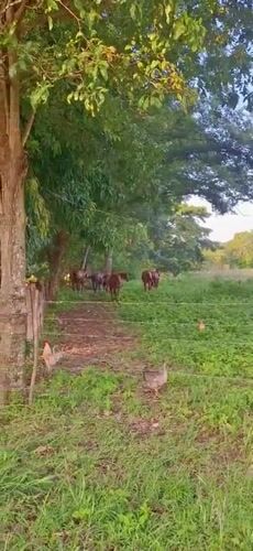 Rural Venezuelan countryside documented in 30 pastoral scenes