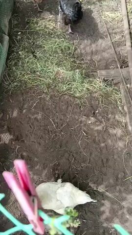 A short video clip shows a chicken coop with several chickens visible. In the foreground, a pink clothespin is attached to a green mesh fence. Behind the fence, a dirt area is visible with scattered grass and some wooden planks. Several chickens are walking around the coop, some are dark colored, and others are brown and white. One black chicken is in the center of the frame, looking towards the camera. Further back, more chickens are seen near a feeding trough. The background shows some greenery and a fence. The overall impression is of a rural backyard or farm setting.