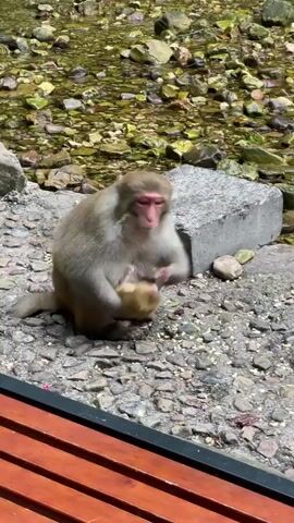 The video shows a medium-sized monkey with light brown fur walking on a rocky surface, likely near a stream or body of water. The monkey picks up a piece of food or debris from the ground, examines it briefly, and then eats it. Another monkey is visible in the background. A red wooden bench runs along the lower edge of the frame. The area seems to be a park or zoo enclosure.