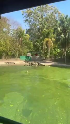 Here's a detailed description of the video:

The video shows a crocodile feeding session at what appears to be a zoo or wildlife park. The water is green, likely due to algae or other plant life. A large group of crocodiles is gathered at the water's edge near a small structure, which has a sign indicating "Waktu Makan/Feeding Time." The feeding times listed are 11:45 AM and 3:15 PM.

A person wearing a red outfit stands behind the structure, and seems to be throwing food to the crocodiles. The crocodiles are snapping and moving towards the food, jostling each other. The surrounding environment consists of trees and lush greenery, indicating a tropical or subtropical climate. The shot is taken from behind a barrier, likely a viewing platform for visitors. The overall atmosphere is one of a public exhibit or display.