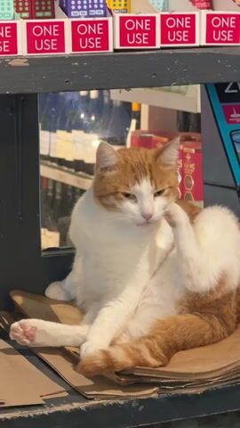 An orange and white cat sits on a stack of cardboard boxes or paper bags, looking to the left of the frame. It is scratching its neck with its right hind leg, with its eyes closed and an expression of contentment. Above the cat, a shelf holds multiple packages, each with "ONE USE" printed in white text on a red background. In the background, out of focus, shelves with various products, possibly bottles, are visible. To the right of the cat, a blue display stand is partially visible. The scene appears to be indoors, likely a shop or store.