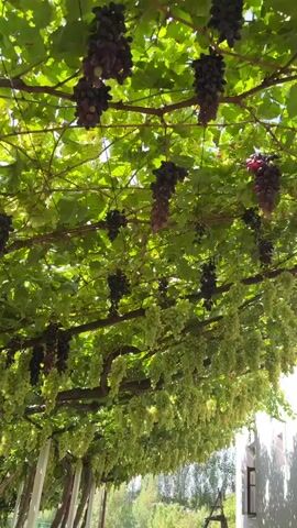 A vineyard canopy is visible from below, with numerous clusters of green and purple grapes hanging from the vines. The leaves of the grapevines create a dense green ceiling, with sunlight filtering through in patches. The vines are supported by a structure of horizontal beams and vertical posts, some of which are visible at the edges of the frame. In the background, there is a hint of a building with a white exterior and a window. A wooden ladder is leaning against the building. The overall impression is of a lush and productive vineyard on a sunny day.