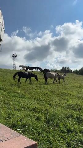 A herd of horses grazes on a grassy hillside under a cloudy blue sky. A communication tower is visible in the background to the left, and a wooded area is to the right. Several horses are in the foreground, with one black horse walking and a group of lighter-colored horses gathered together. Other horses are scattered further up the hill. The scene appears to be a rural landscape.